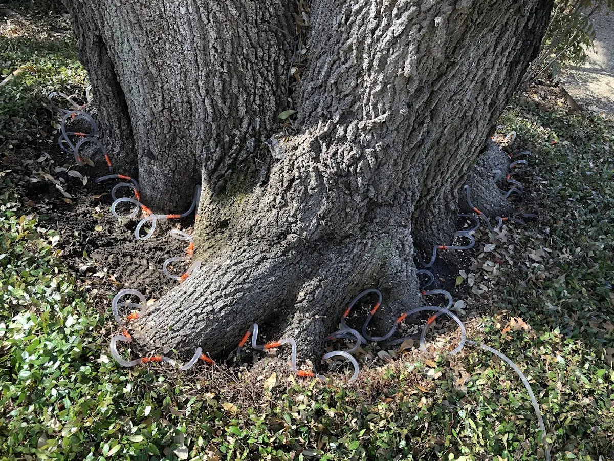 Detailed Tree Cabling and Bracing job site in Cherokee